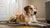 Understanding Why Is My Dog Losing Weight But Eating: Causes, Solutions, and When to Seek Help