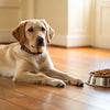 Understanding Why Is My Dog Losing Weight But Eating Normally