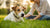 Understanding Why is My Dog Losing Weight: Causes, Symptoms, and Solutions
