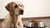 Understanding Why Is My Dog Not Eating All Her Food-140303237359