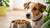 Understanding Why Is My Dog Not Eating His New Food: Causes and Solutions