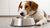 Understanding Why Is My Dog Pawing at His Water Bowl