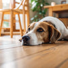 Understanding Why is My Dog Rapidly Losing Weight: Causes, Symptoms, and Solutions
