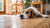 Understanding Why is My Dog Rapidly Losing Weight: Causes, Symptoms, and Solutions