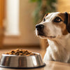 Understanding Why Is My Dog Refusing to Eat Dog Food: Comprehensive Insights and Solutions