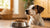 Understanding Why Is My Dog Refusing to Eat Dog Food: Comprehensive Insights and Solutions
