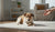 Understanding Why Is My Dog Regressing in Behavior: Insights for Concerned Pet Owners-141234929903
