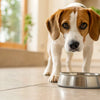 Why Is My Dog Scared of the Water Bowl? Tips for a Calm Routine