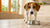 Understanding Why Is My Dog Scared of the Water Bowl: Insights and Solutions