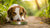 Understanding Why Is My Dog Scared to Eat His Food: Exploring Causes and Solutions-140216795375