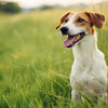 Understanding Why Is My Dog Skinny and Not Gaining Weight: An In-Depth Guide