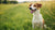 Understanding Why Is My Dog Skinny and Not Gaining Weight: An In-Depth Guide