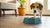 Understanding Why Is My Dog Suddenly Afraid of His Water Bowl-140794659055