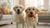 Understanding Why Is My Dog Throwing Up Kibble: A Comprehensive Guide for Pet Owners