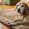 Understanding Why Is My Elderly Dog Losing Weight: A Comprehensive Guide