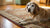 Understanding Why Is My Elderly Dog Losing Weight: A Comprehensive Guide