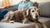 Understanding Why Is My Old Dog Losing Weight: Key Insights for Concerned Pet Owners