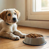 Understanding Why Is My Puppy Not Eating Dog Food: Insights and Solutions