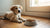 Understanding Why Is My Puppy Not Eating Dog Food: Insights and Solutions