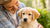 Understanding Why is My Puppy Throwing Up Dog Food: Insights and Solutions for Pet Owners