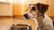 Understanding Why Isn’t My Dog Eating All His Food?-140411011311