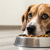 Understanding Why Isn’t My Dog Eating Her Food Anymore?