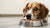 Understanding Why Isn’t My Dog Eating Her Food Anymore?