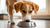 Understanding Why Isn’t My Dog Gaining Weight But Eating?