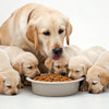 Understanding Why Mom Dogs Throw Up Food for Puppies