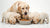 Understanding Why Mom Dogs Throw Up Food for Puppies