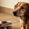 Understanding Why My Dog Doesn’t Eat His Food: Causes and Solutions