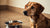 Understanding Why My Dog Doesn’t Eat His Food: Causes and Solutions