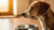 Understanding Why My Dog Doesn’t Want to Eat His Food