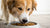 Understanding Why My Dog Eats Small Amounts of Food
