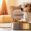 Why My Dog Is Not Eating Food But Acting Normal