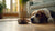 Understanding Why My Dog Is Not Eating Food: Common Causes and Solutions