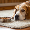 Why My Dog Is Not Eating Food in Winter: Causes & Solutions