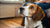 Understanding Why My Dog Is Not Eating Food Properly-140303499503