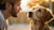 Understanding Why My Dog Isn’t Eating His Food: Insights and Solutions-140853805295