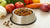 Understanding Why My Dog Won't Eat Dry Food: Insights and Solutions