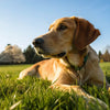 Understanding Why My Dog Won't Gain Weight: Causes, Solutions, and Tips for Healthy Weight Gain