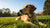 Understanding Why My Dog Won't Gain Weight: Causes, Solutions, and Tips for Healthy Weight Gain