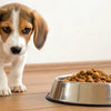 Why My Puppy Is Not Eating Dog Food: Causes and Solutions