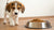 Understanding Why My Puppy Is Not Eating Dog Food