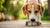 Understanding Why Not to Feed Grain-Free Dog Food