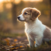 Understanding Why Puppies Can't Eat Dog Food: A Deep Dive into Canine Nutrition