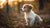 Understanding Why Puppies Can't Eat Dog Food: A Deep Dive into Canine Nutrition