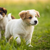 Understanding Why Puppies Can't Have Adult Dog Food