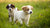 Understanding Why Puppies Can't Have Adult Dog Food