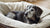 Understanding Why Senior Dog Food is Crucial for Your Aging Companion-141222445295